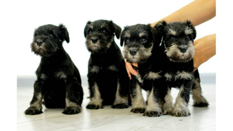 YAVRU KÖPEKLERİN RUHA İYİ GELEN TATLILIĞI