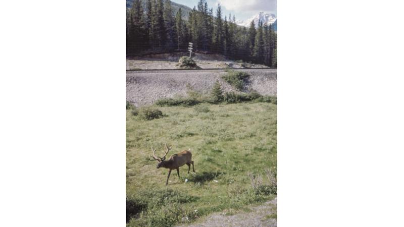 ESKİ ALBÜMLERİ KARIŞTIRIYORUZ: KANADA (II)