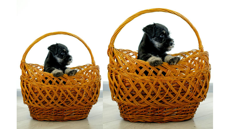 YAVRU KÖPEKLERİN RUHA İYİ GELEN TATLILIĞI