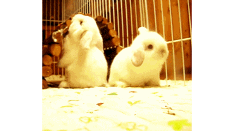 '2' THE CUTEST BUNNIES YOU'VE EVER SEEN!
