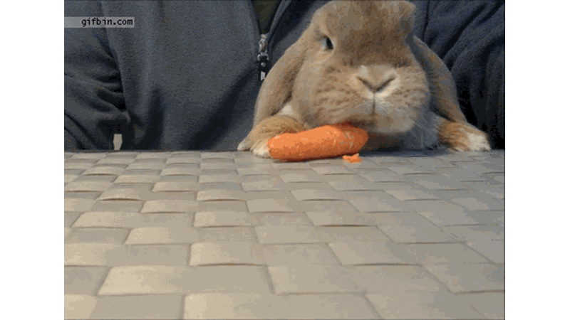 '2' THE CUTEST BUNNIES YOU'VE EVER SEEN!