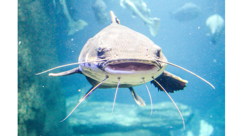 Japonların Deprem İnancı