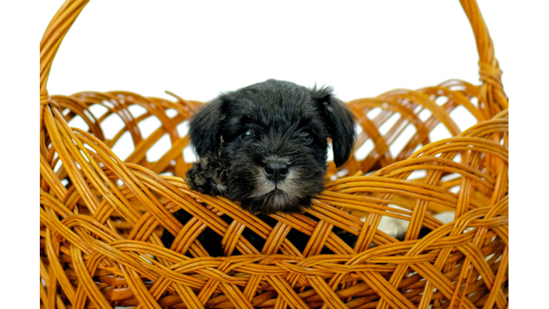 YAVRU KÖPEKLERİN RUHA İYİ GELEN TATLILIĞI