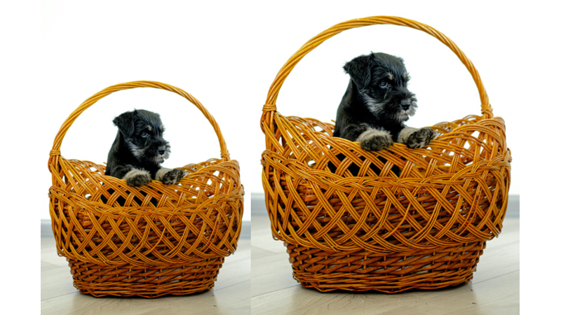 YAVRU KÖPEKLERİN RUHA İYİ GELEN TATLILIĞI