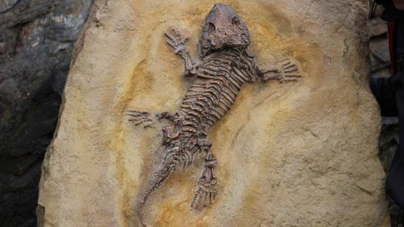 İlk Boynuzlu Dinozor Fosili