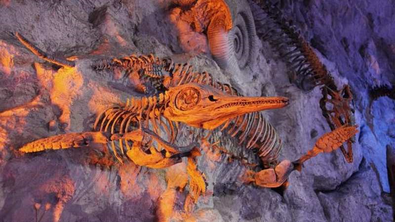 İlk Boynuzlu Dinozor Fosili