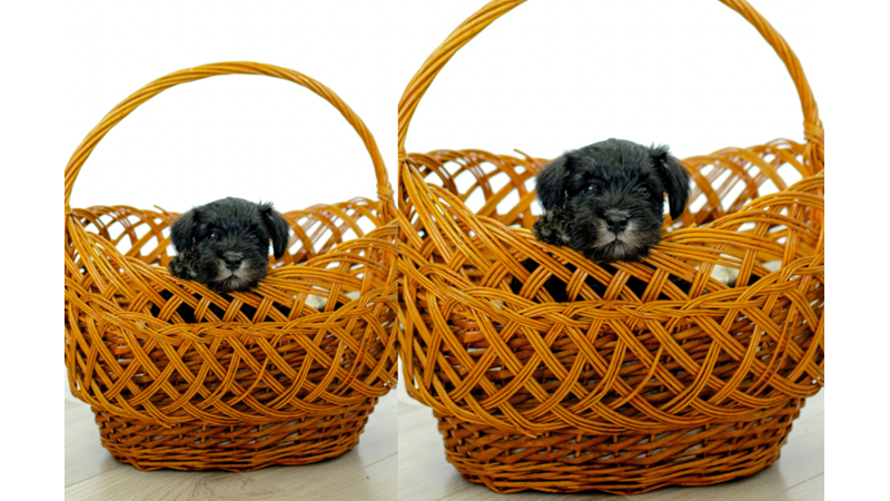 YAVRU KÖPEKLERİN RUHA İYİ GELEN TATLILIĞI