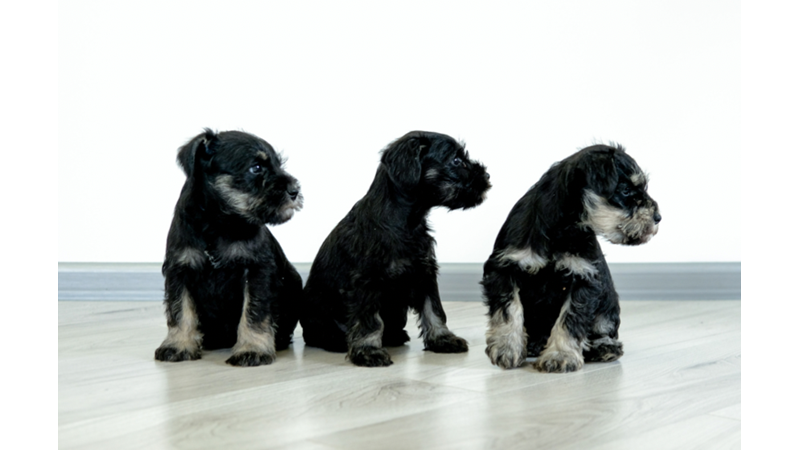 YAVRU KÖPEKLERİN RUHA İYİ GELEN TATLILIĞI