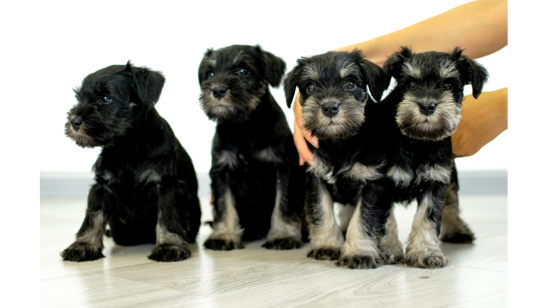 YAVRU KÖPEKLERİN RUHA İYİ GELEN TATLILIĞI