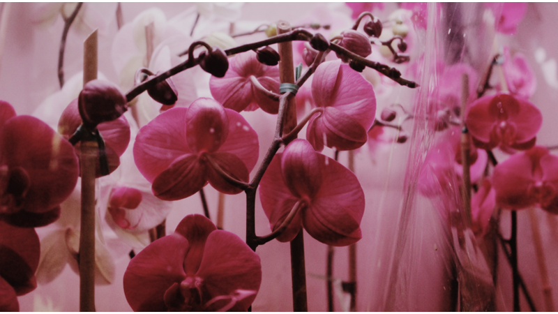 GÜNAHIN BEDELİNİN GÜZELLİĞİ ÇİÇEK