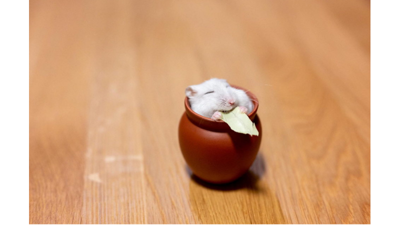 HAMSTER SAHİBİ OLMAK İSTEYECEĞİNİZ GÖRÜNTÜLER