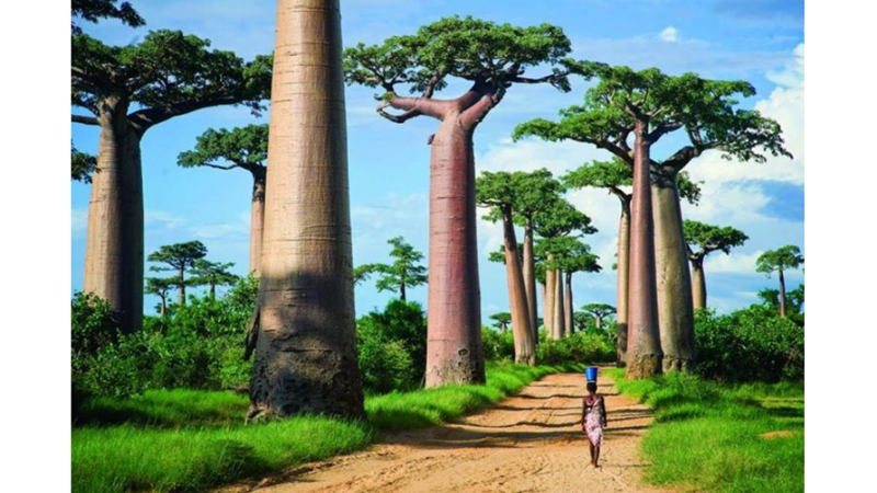 ŞEYTANIN TERS ÇEVİRDİĞİ AĞAÇ: BAOBAB