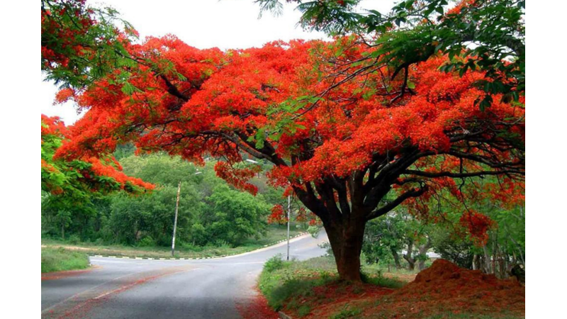 DÜNYANIN EN GÜZEL AĞAÇLARINDAN: ATEŞ AĞACI