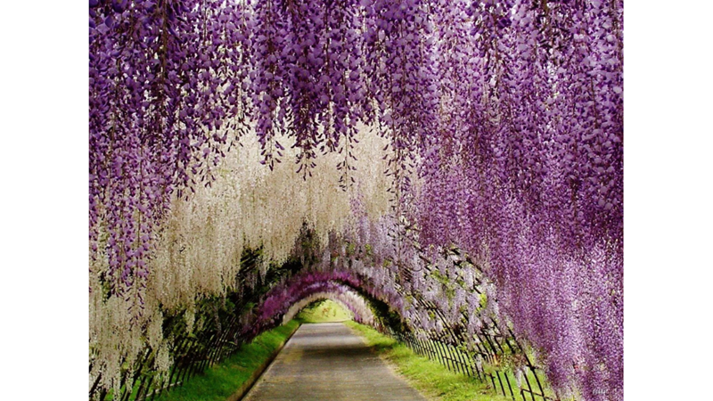 EN ROMANTİK AĞAÇ: JAPON VİSTERYASI