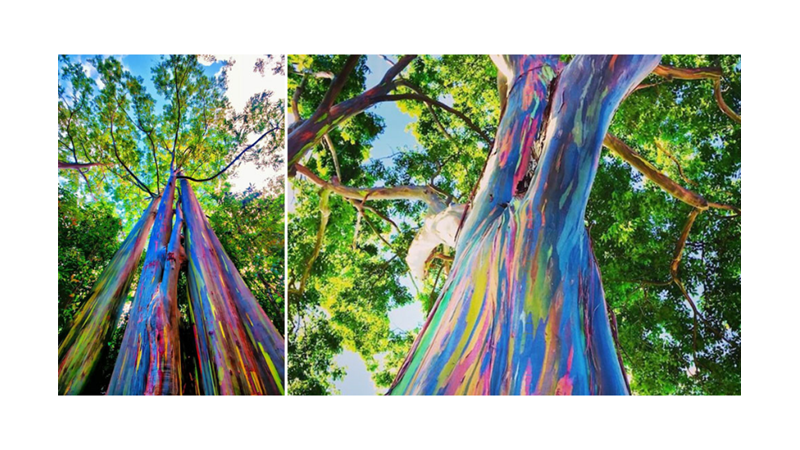 DOĞANIN MUCİZESİ: GÖKKUŞAĞI OKALİPTÜSÜ