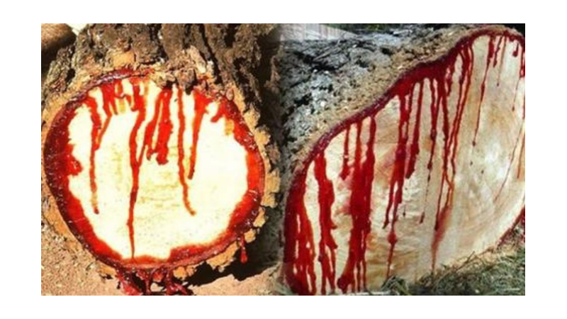 KANAYAN AĞAÇ: EJDERHA KANI AĞACI