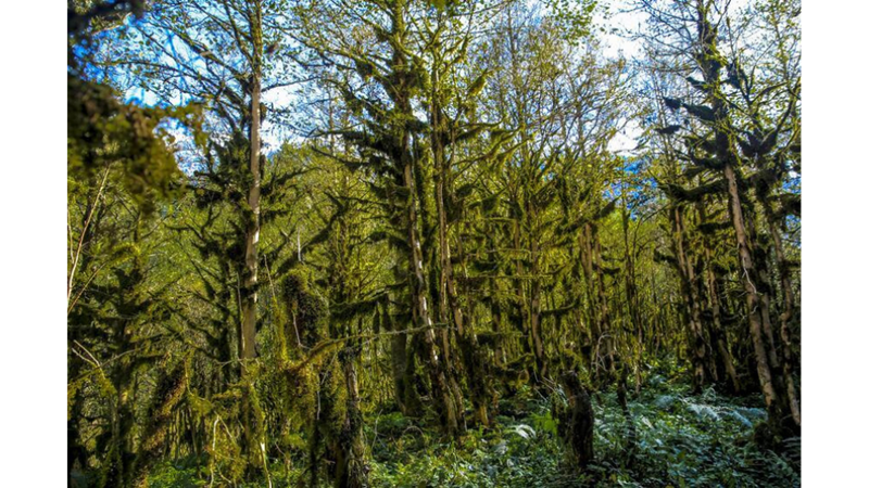 ORTA ÇAĞ MASALI: ŞİMŞİR ORMANI