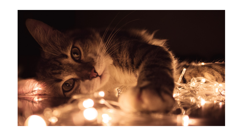 KEDİLER NEDEN MİYAVLAR?