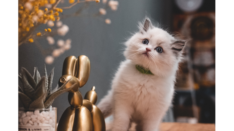 KEDİLER KENDİLERİYLE KONUŞULDUĞUNU ANLIYOR!