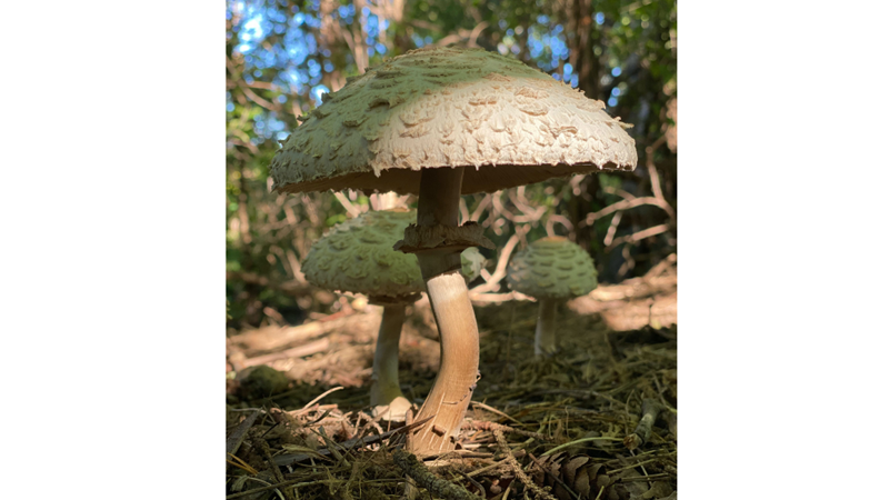 AĞAÇLARDAN ÖNCE DEVASA MANTARLAR VARDI