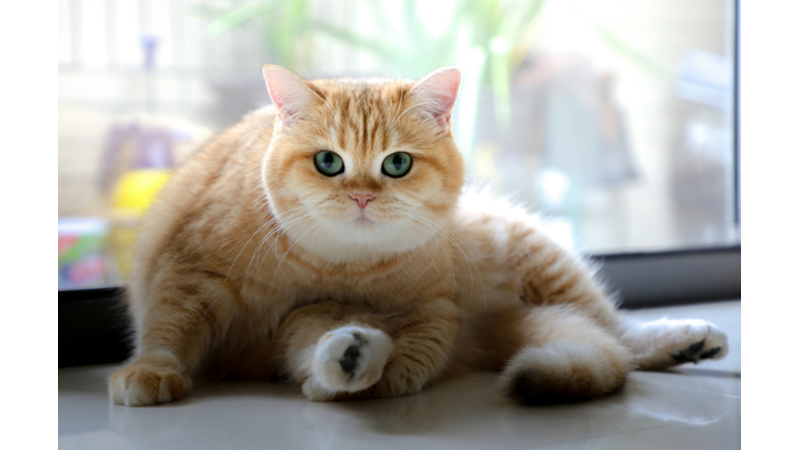 KEDİLERDEN ÖĞRENMEMİZ GEREKEN ÖNEMLİ DERSLER 2