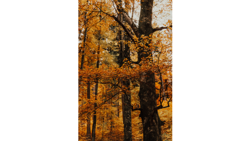 İLHAMLIK POZLAR: SONBAHAR RENKLERİNE KENDİNİ KAPTIRMAK