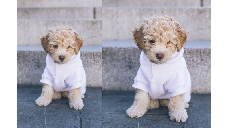 EVCİL HAYVAN MODASI: SWEATSHIRT