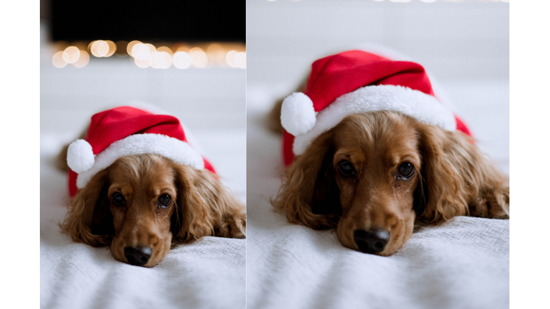 YILBAŞI RUHU: HAYVAN DOSTUNUZ İLE ANI BİRİKTİRME