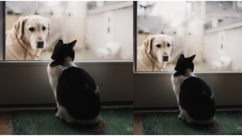 KÜRKLERİNİN İÇİNDEN KEDİLER ÜŞÜR MÜ?