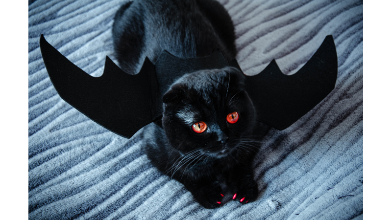 CADILAR BAYRAMINDA EVCİL HAYVANLARINIZ KOSTÜMSÜZ KALMASIN!