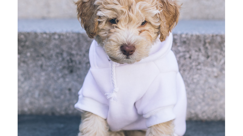 EVCİL HAYVAN MODASI: SWEATSHIRT