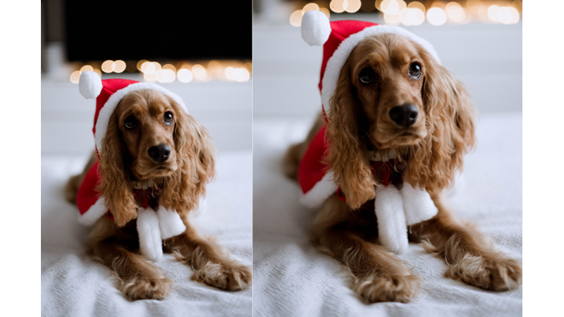 YILBAŞI RUHU: HAYVAN DOSTUNUZ İLE ANI BİRİKTİRME