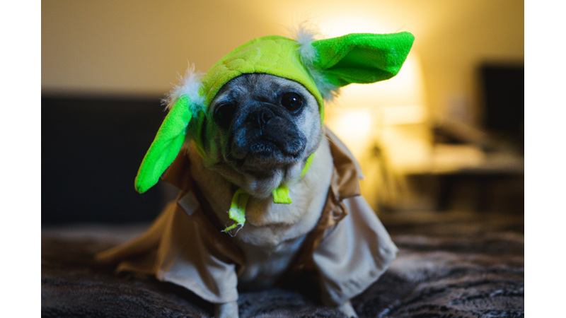 CADILAR BAYRAMINDA EVCİL HAYVANLARINIZ KOSTÜMSÜZ KALMASIN!