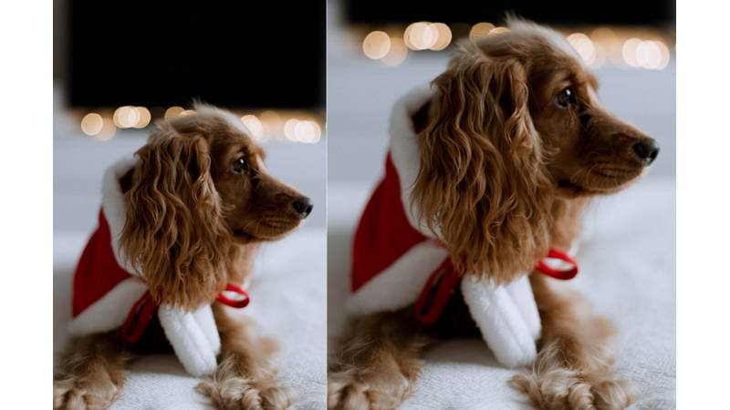 YILBAŞI RUHU: HAYVAN DOSTUNUZ İLE ANI BİRİKTİRME