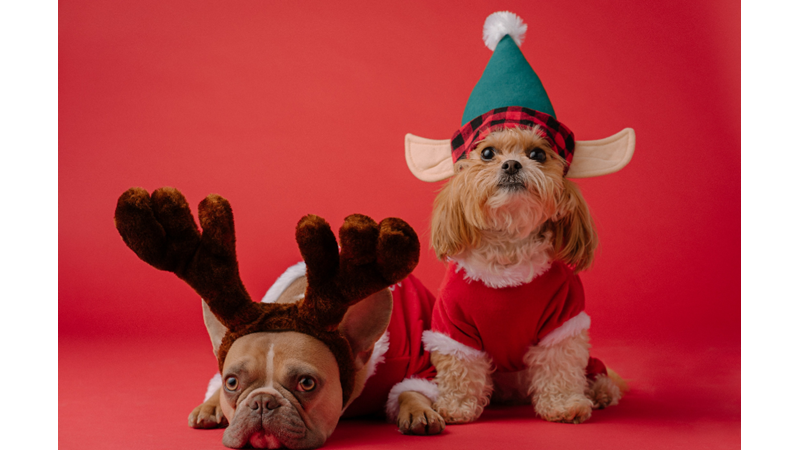 CADILAR BAYRAMINDA EVCİL HAYVANLARINIZ KOSTÜMSÜZ KALMASIN!