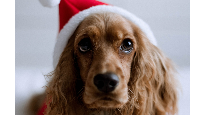 YILBAŞI RUHU: HAYVAN DOSTUNUZ İLE ANI BİRİKTİRME