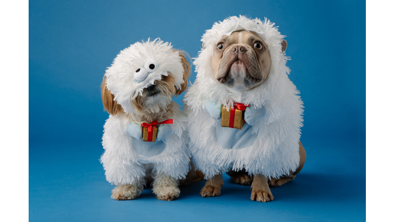 CADILAR BAYRAMINDA EVCİL HAYVANLARINIZ KOSTÜMSÜZ KALMASIN!