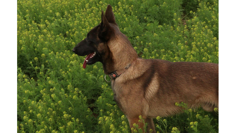ÖZELLİKLE SOKAK KÖPEKLERİ TRAFİK LAMBALARINA UYARAK KARŞIDAN KARŞIYA GEÇMEYİ ÖĞRENDİLER FARKINDA MISINIZ?