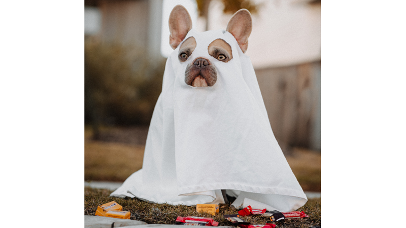 CADILAR BAYRAMINDA EVCİL HAYVANLARINIZ KOSTÜMSÜZ KALMASIN!