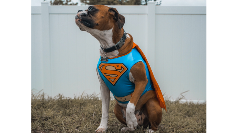 CADILAR BAYRAMINDA EVCİL HAYVANLARINIZ KOSTÜMSÜZ KALMASIN!