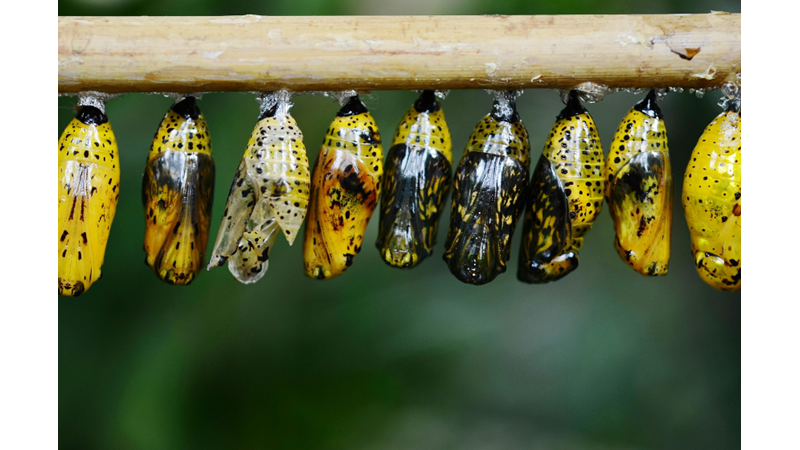 EVOLUTION IS STILL GOING ON TODAY!