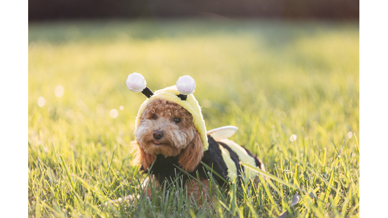 CADILAR BAYRAMINDA EVCİL HAYVANLARINIZ KOSTÜMSÜZ KALMASIN!