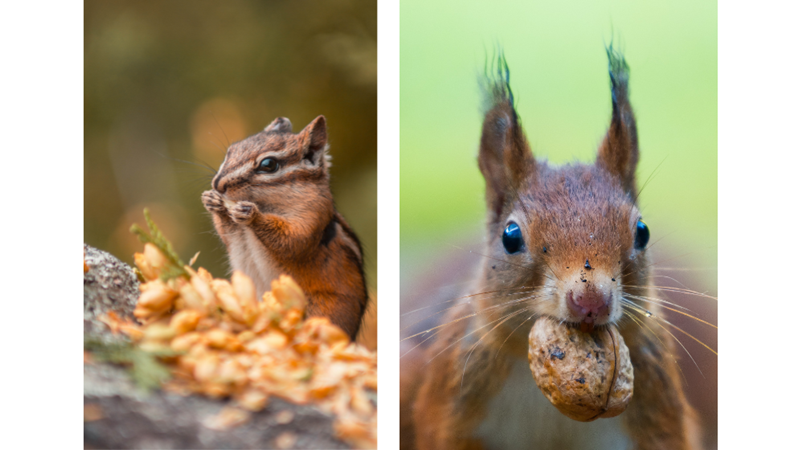 WHAT ABOUT FEEDING SQUIRRELS?