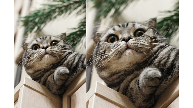 HAVE YOU NOTICED THE DIFFERENCES BETWEEN MALE AND FEMALE CATS? Friendz10