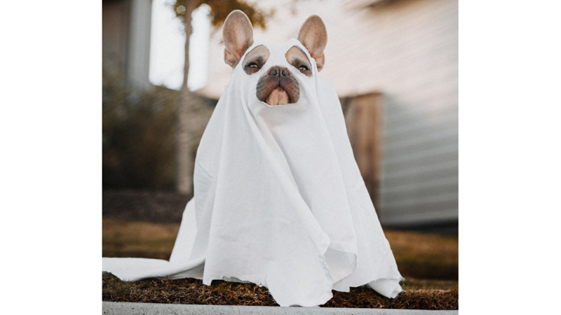 CADILAR BAYRAMINDA EVCİL HAYVANLARINIZ KOSTÜMSÜZ KALMASIN!