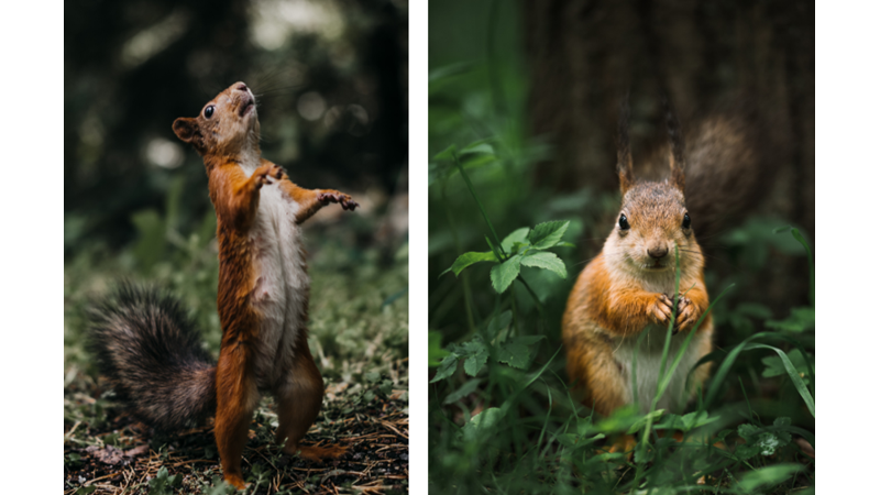 WHAT ABOUT FEEDING SQUIRRELS?
