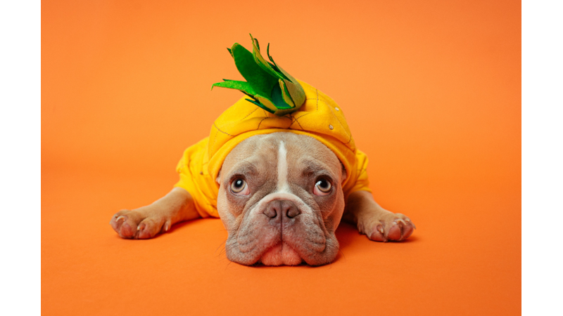 CADILAR BAYRAMINDA EVCİL HAYVANLARINIZ KOSTÜMSÜZ KALMASIN!