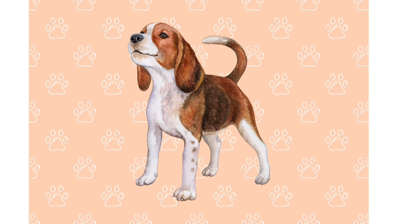 SANATÇI RESİM YAPARKEN: GERÇEKÇİ KÖPEK ÇİZİMİ