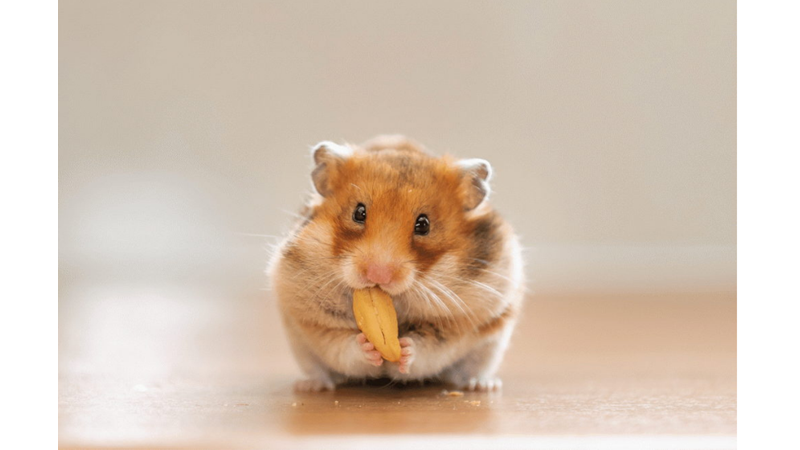 HAMSTER SAHİBİ OLMAK İSTEYECEĞİNİZ GÖRÜNTÜLER