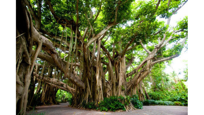 TEK BAŞINA ORMAN OLAN AĞAÇ: BANYAN